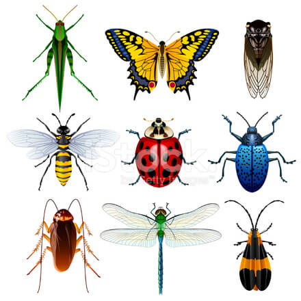 insects
